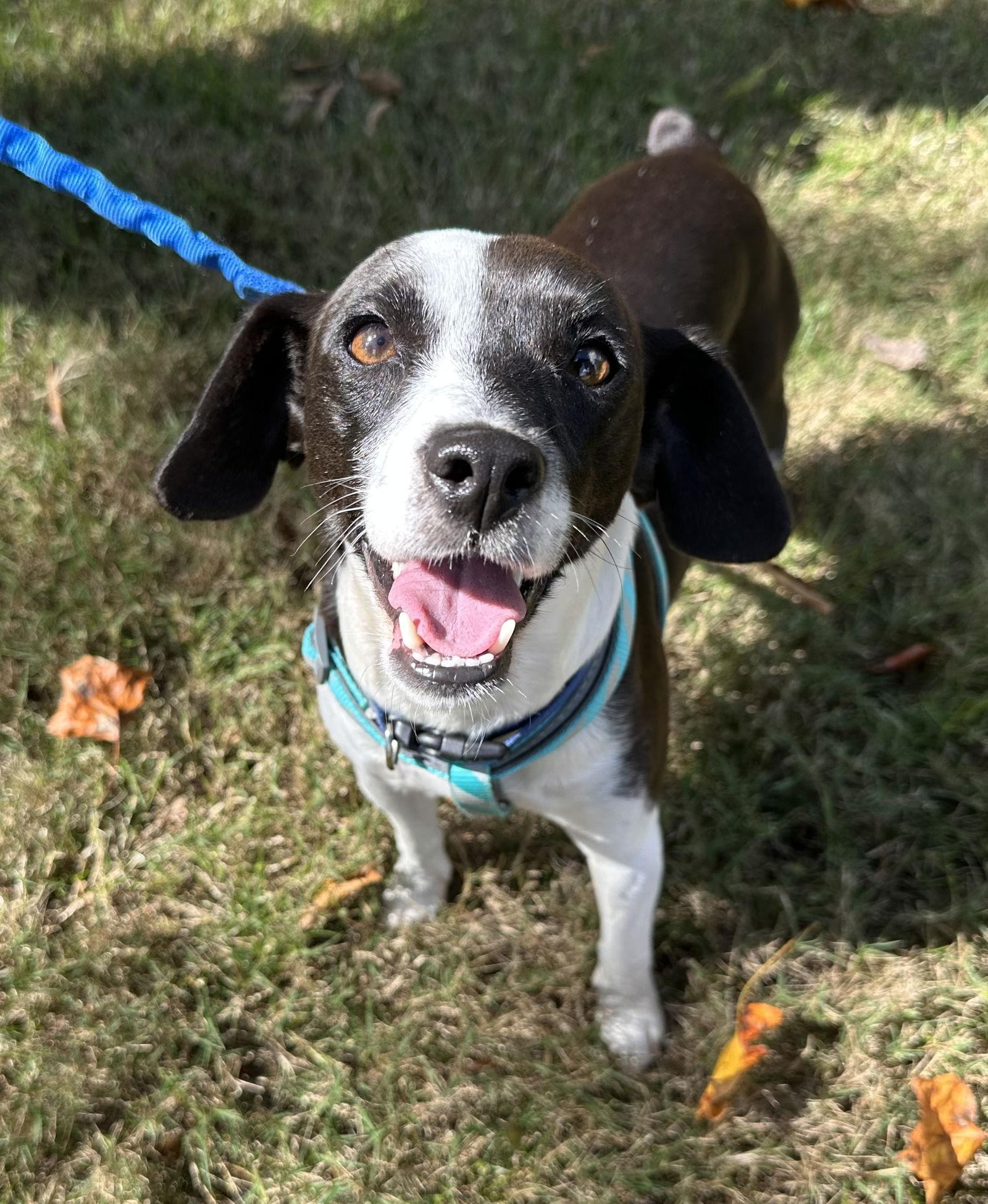 Mookie Blalock, a Adoptable Terrier in Greenville, SC image 3/3