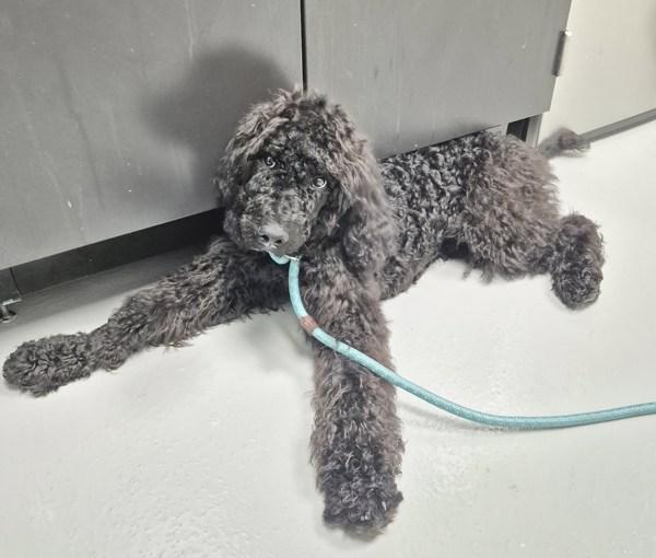 Vc-7, Adoptable, Young Male Standard Poodle.