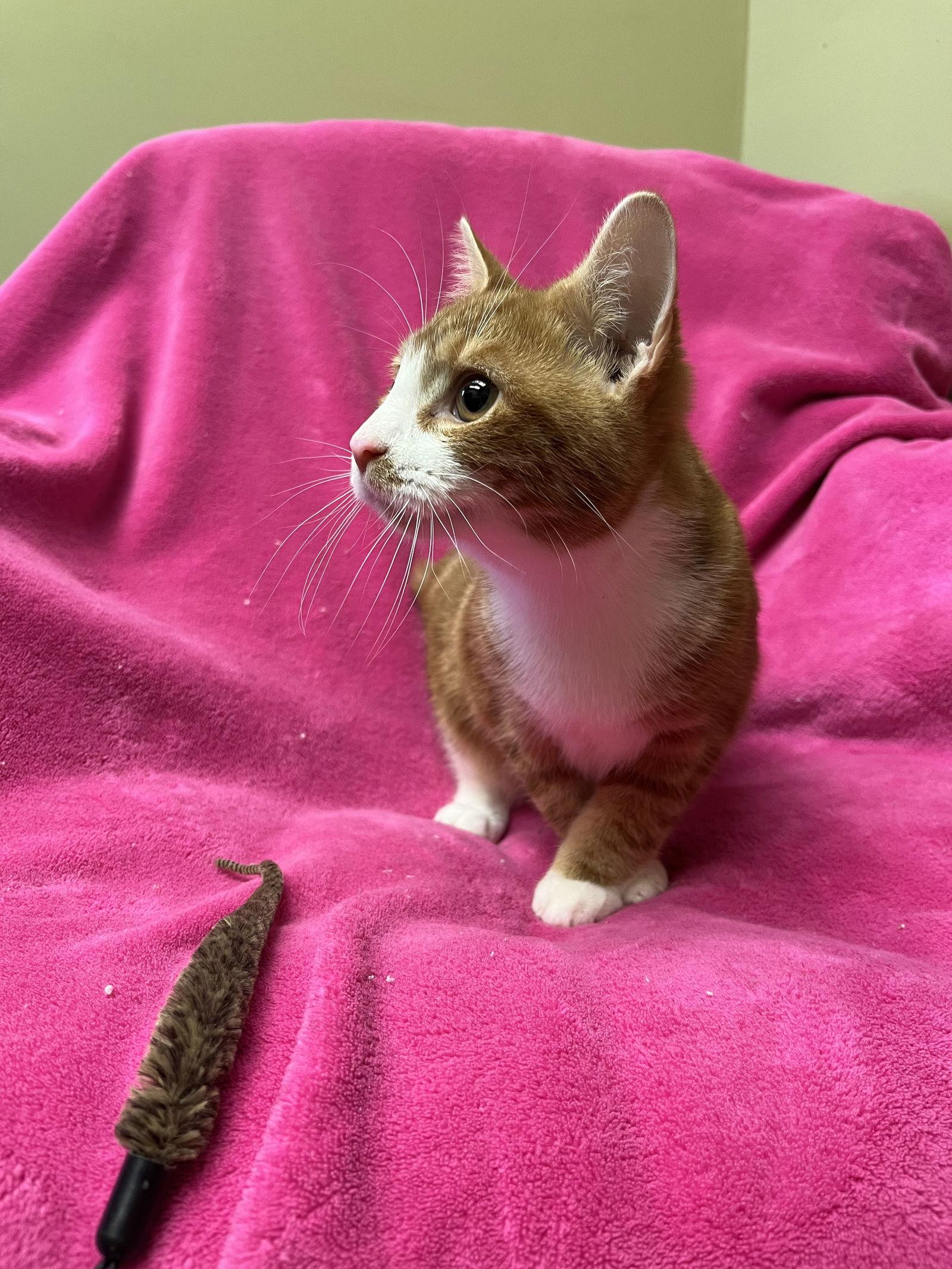 Maverick, Adopted, Kitten Male Domestic Short Hair.