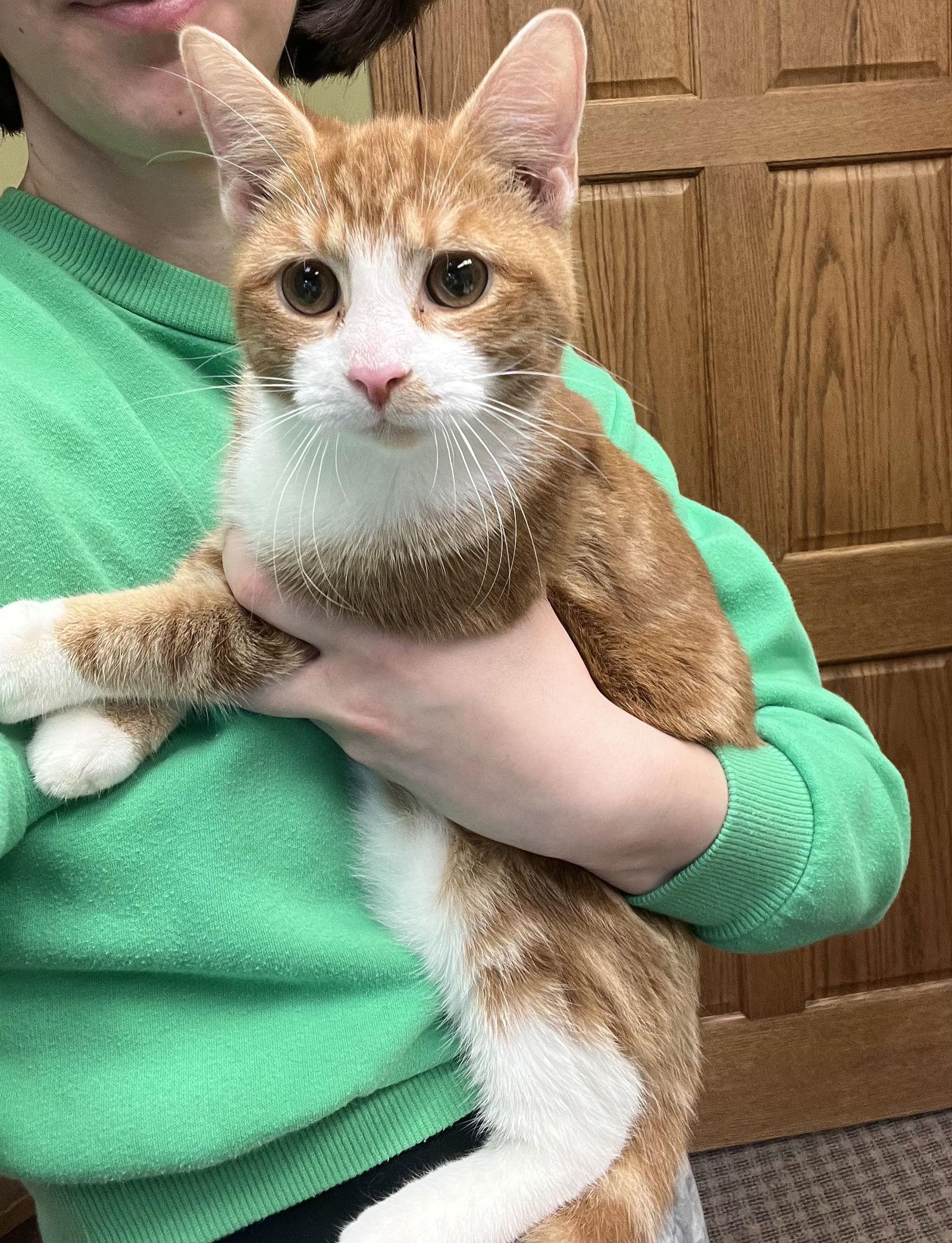 Enlarge Maverick, a Adopted Domestic Short Hair in Canal Winchester, OH image 2/3