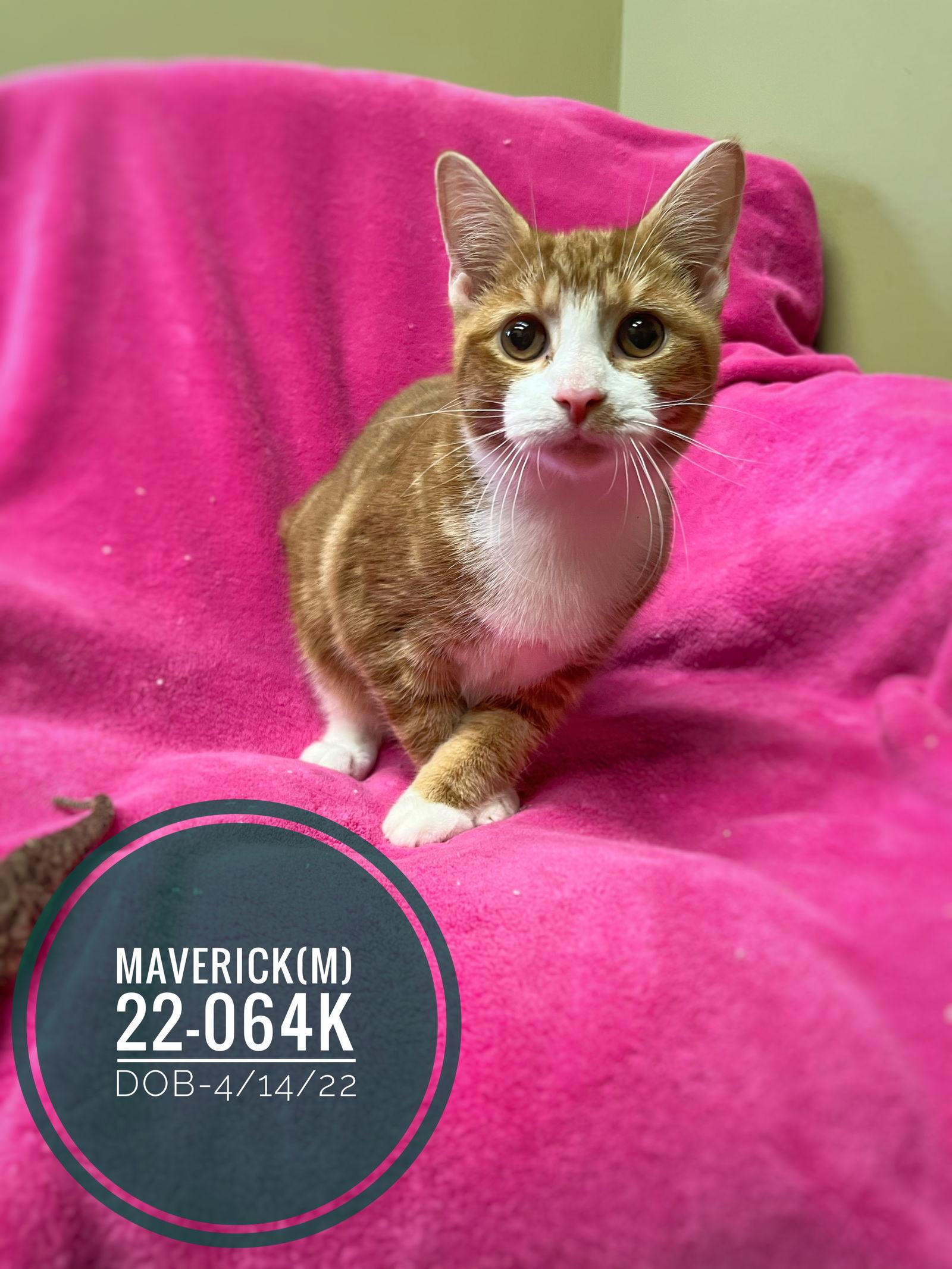 Enlarge Maverick, a Adopted Domestic Short Hair in Canal Winchester, OH image 3/3