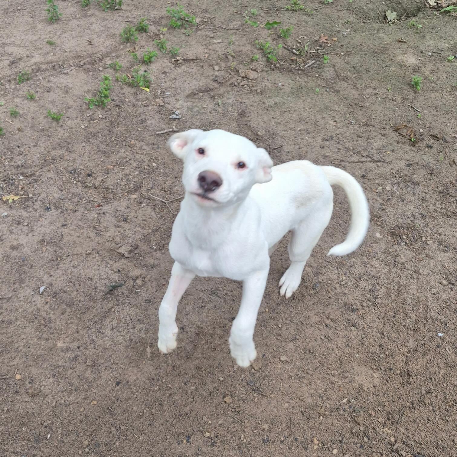 Enlarge Bubba, a Adoptable mixed breed in Livingston, TX image 3/3
