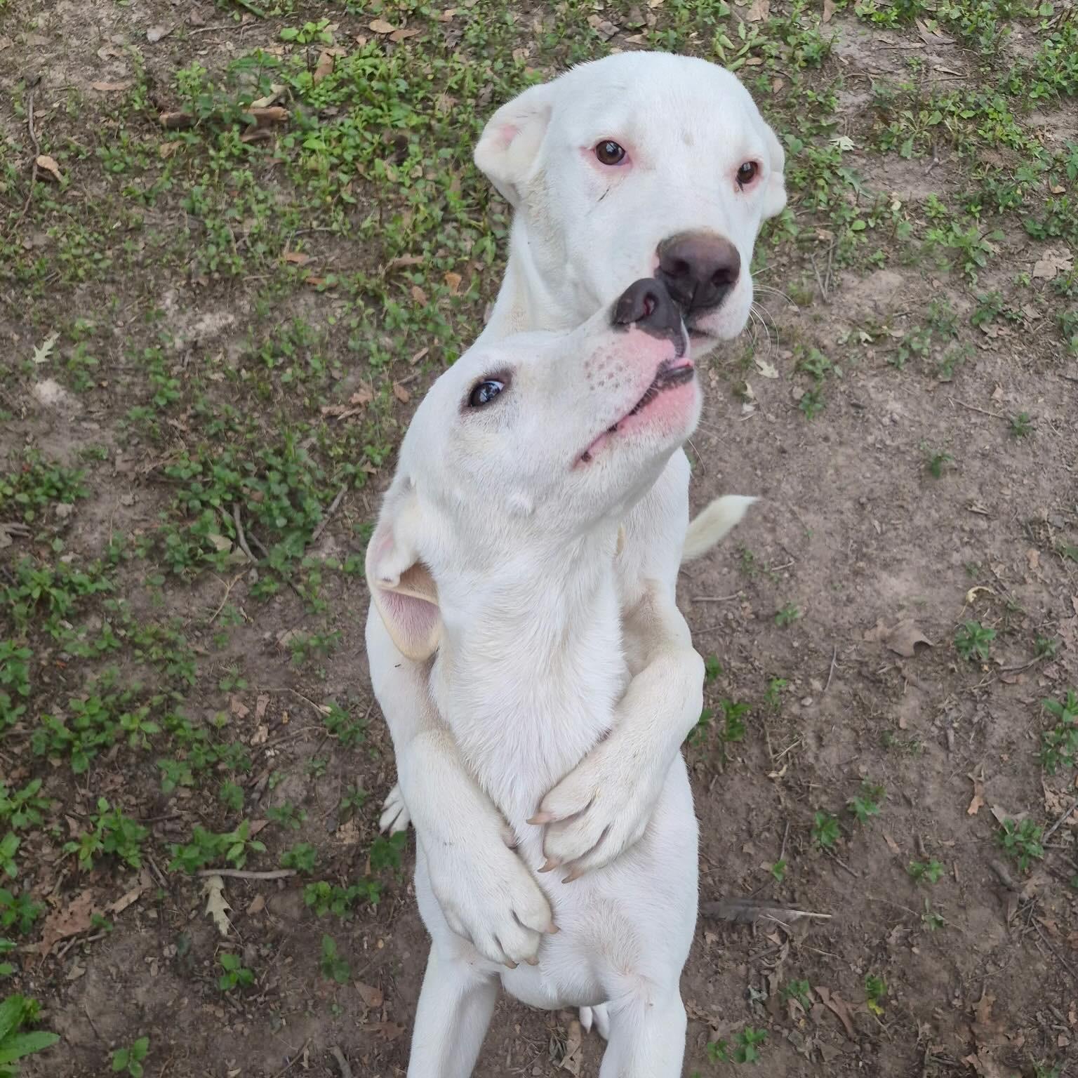Enlarge Bubba, a Adoptable mixed breed in Livingston, TX image 2/3