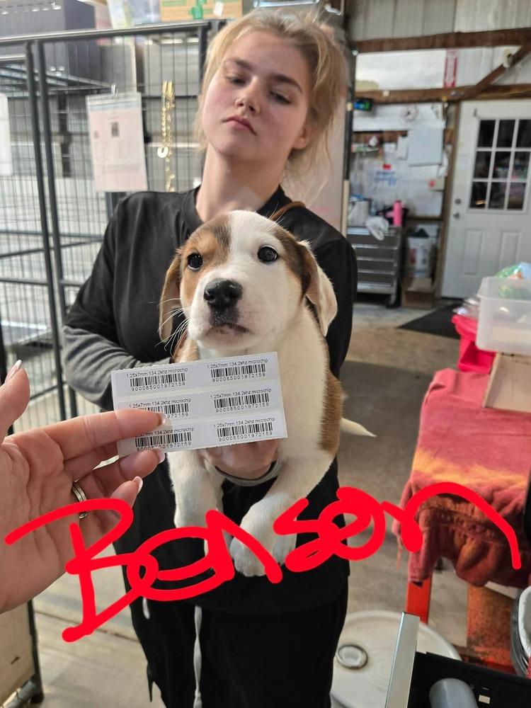 JW Benson, a Adoptable mixed breed in Warrenton, MO image 1/6