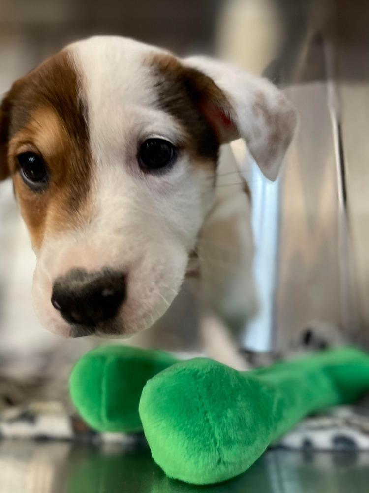 JW Benson, a Adoptable mixed breed in Warrenton, MO image 2/6