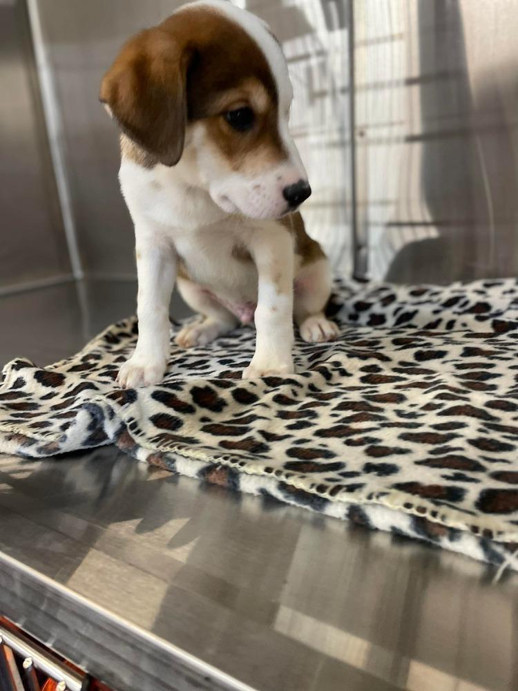 JW Benson, a Adoptable mixed breed in Warrenton, MO image 3/6