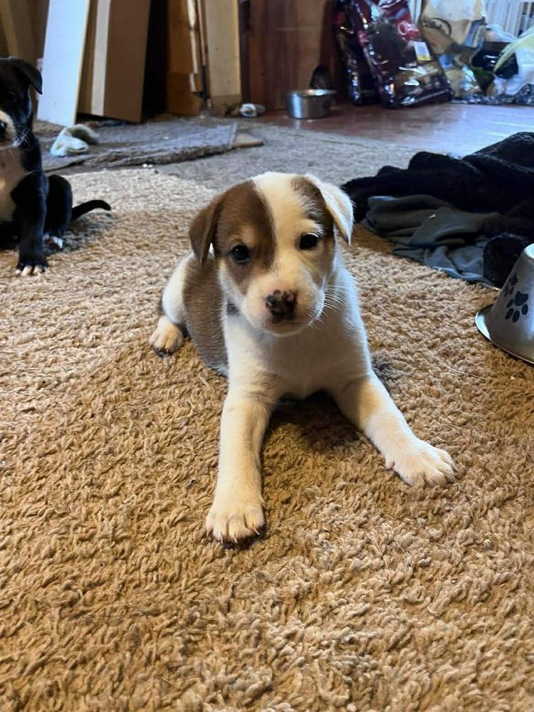 JW Benson, a Adoptable mixed breed in Warrenton, MO image 4/6