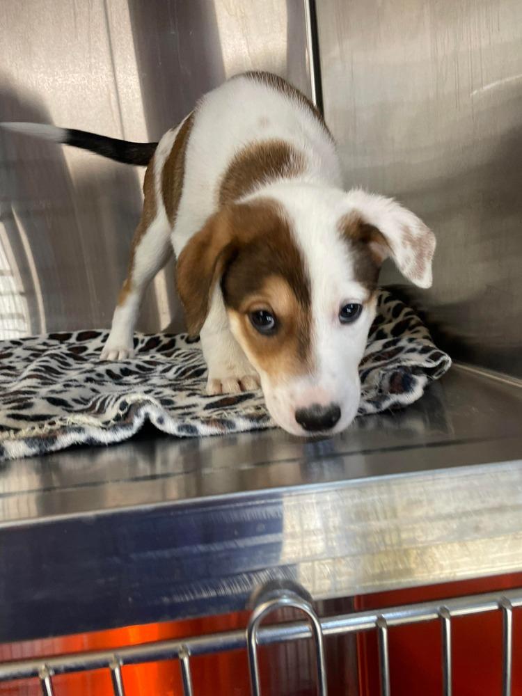 JW Benson, a Adoptable mixed breed in Warrenton, MO image 5/6