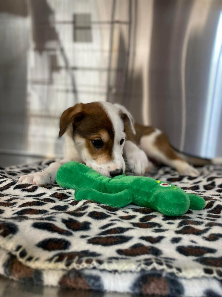 JW Benson, a Adoptable mixed breed in Warrenton, MO image 6/6