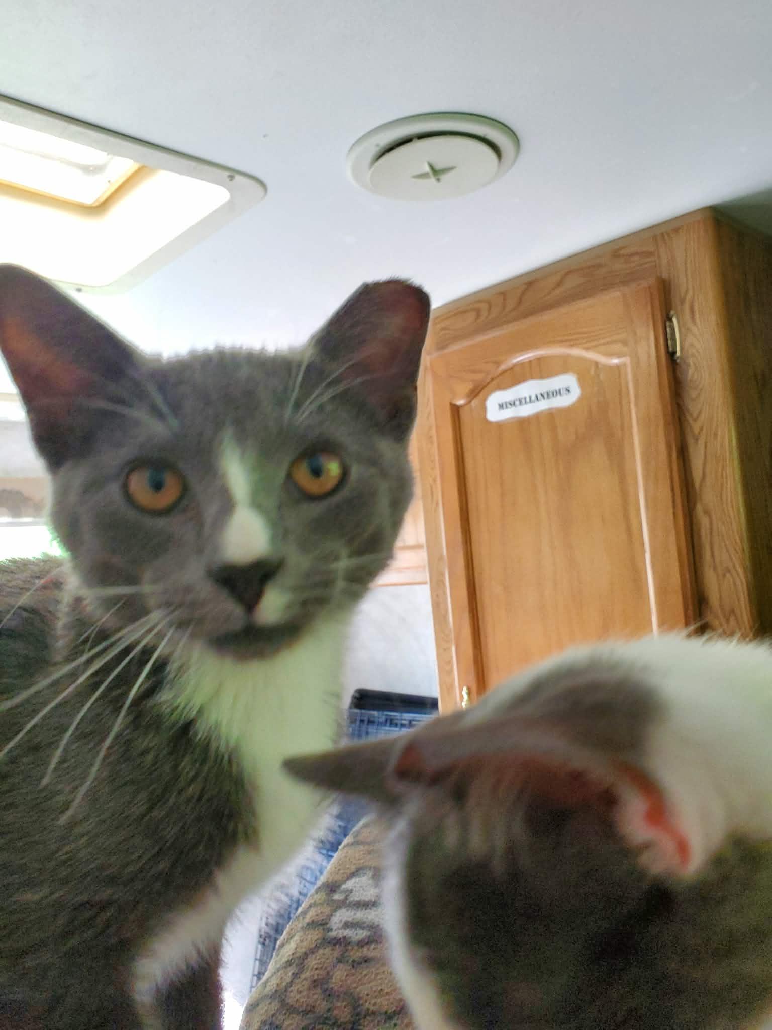 Gus, adopted, Kitten Male Domestic Short Hair.