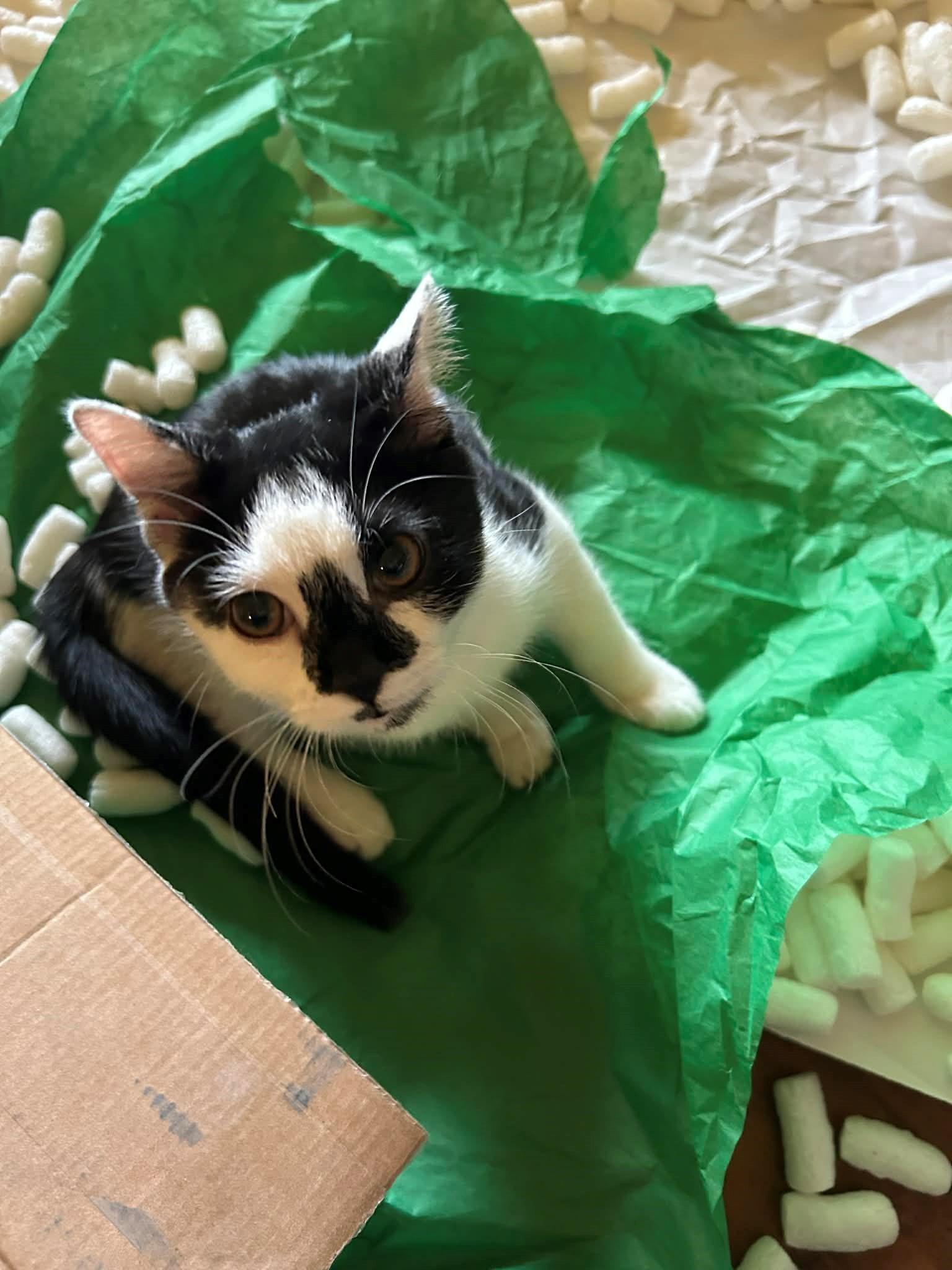 Domino, an adopted Domestic Short Hair in Noble, OK image 2/4