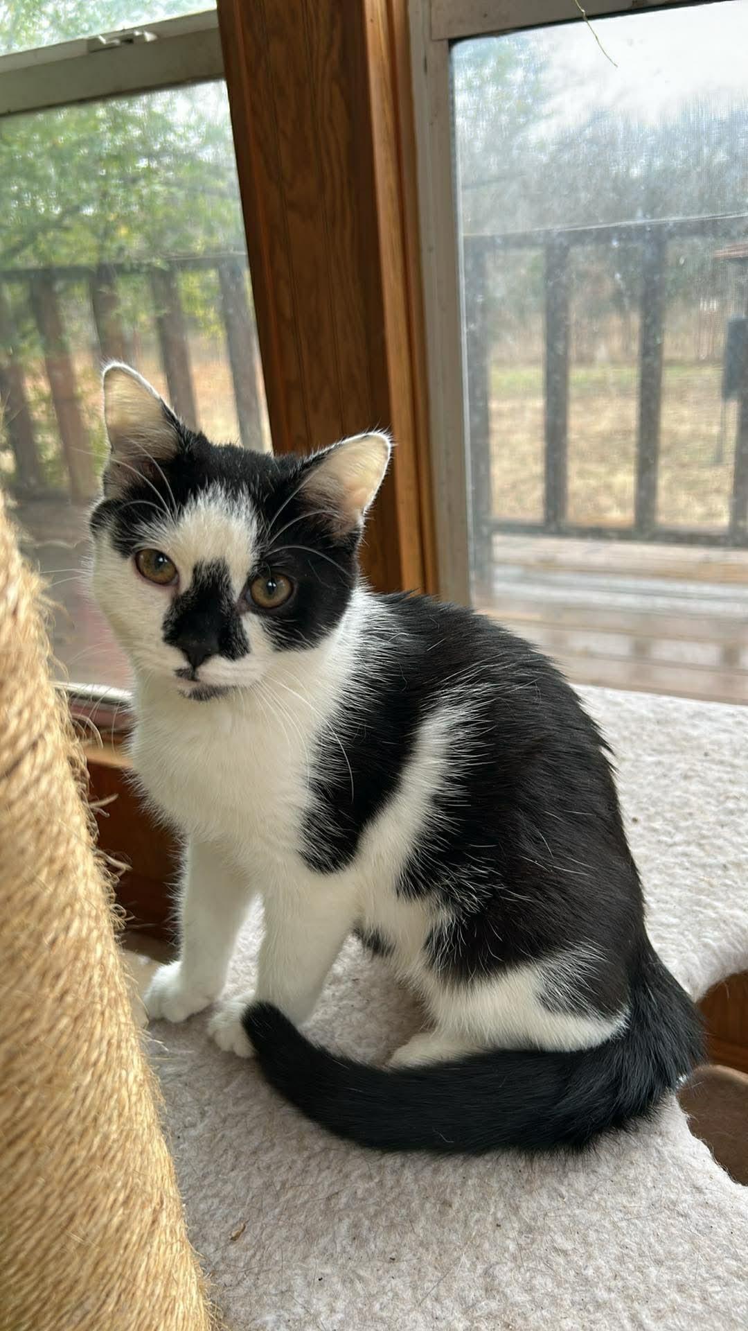 Domino, an adopted Domestic Short Hair in Noble, OK image 3/4