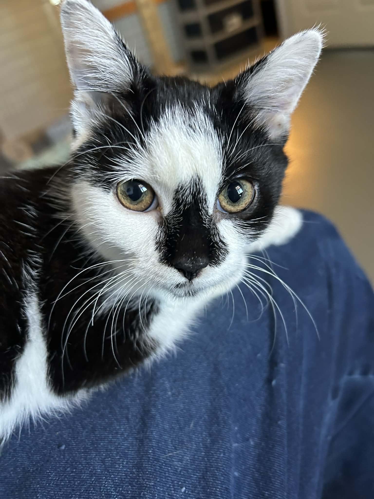 Domino, an adopted Domestic Short Hair in Noble, OK image 4/4