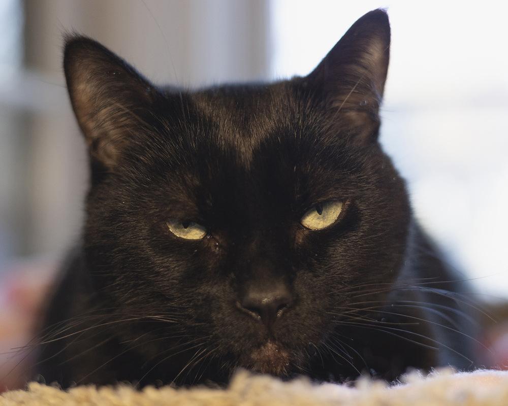 Ruby, Adoptable, Senior Female Domestic Short Hair.