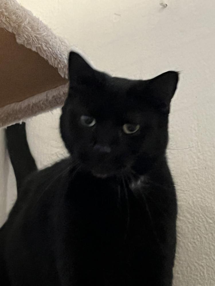 Enlarge Ruby, a Adoptable Domestic Short Hair in Vancouver, WA image 3/3