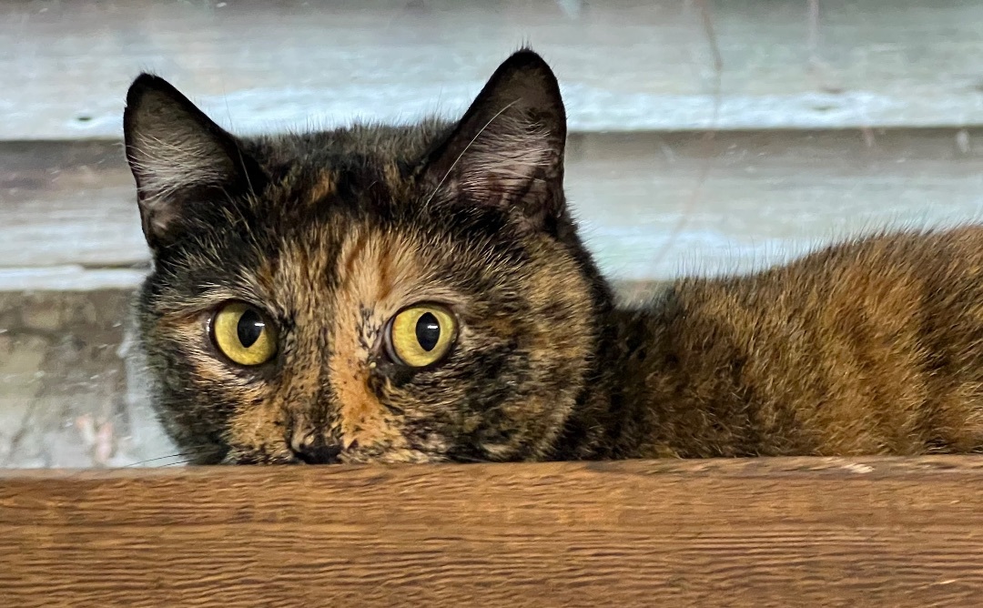 Baxter, a Adoptable Domestic Medium Hair in Knoxville, GA image 2/2