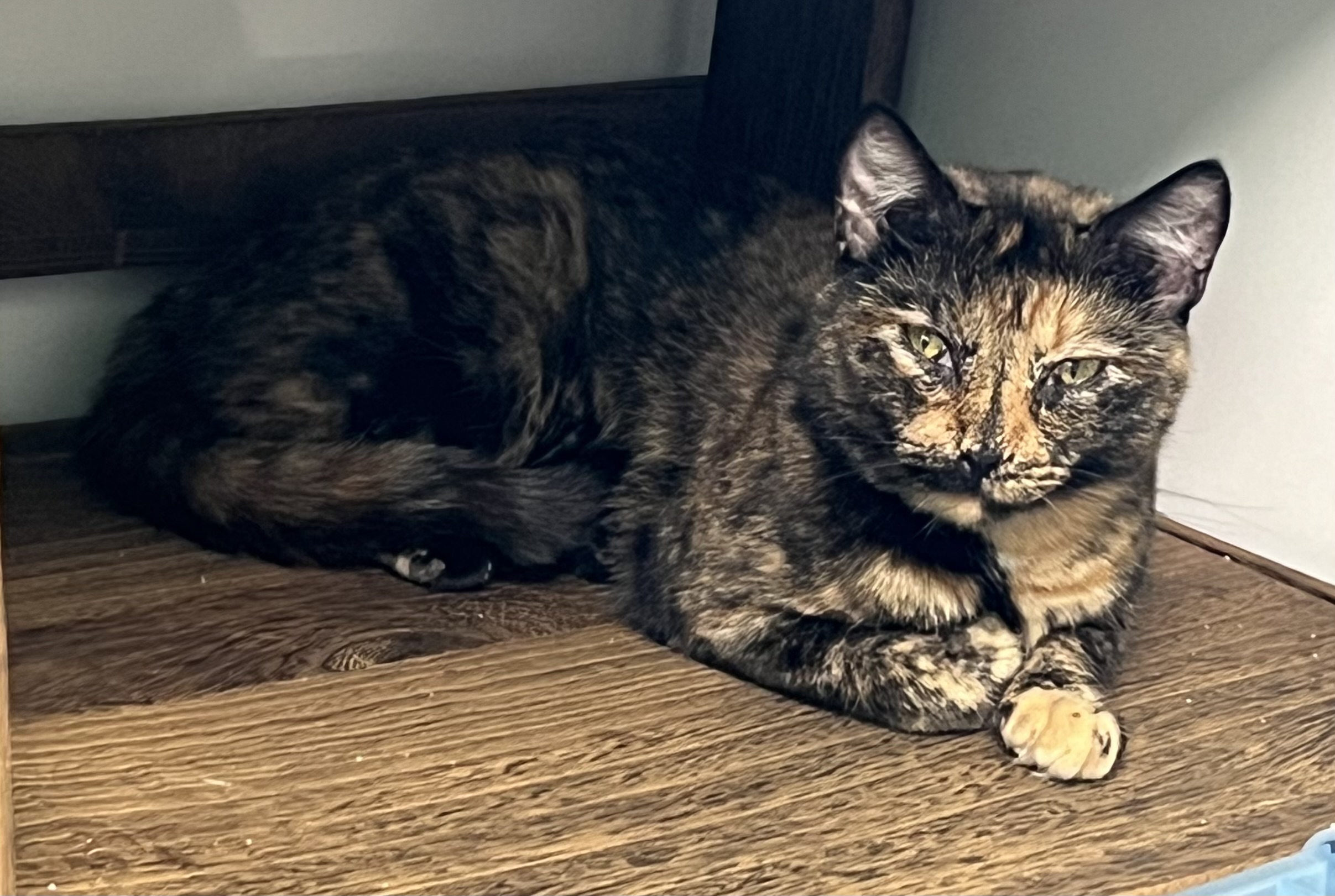 Baxter, a Adoptable Domestic Medium Hair in Knoxville, GA image 1/2