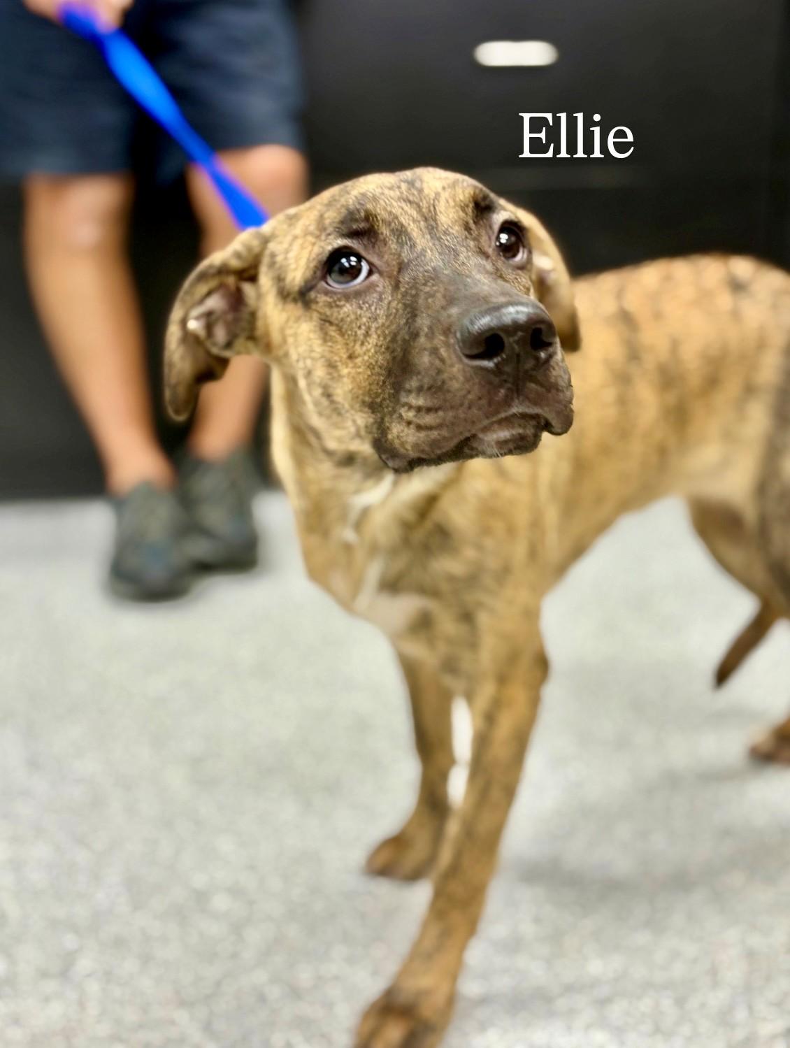 Ellie, an adoptable Pit Bull Terrier in Lake Havasu City, AZ, 86406 | Photo Image 1