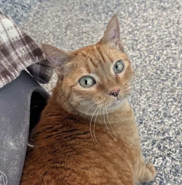 Xena, Adoptable, Senior Female Domestic Short Hair.