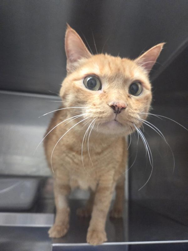 Enlarge Xena, a Adoptable mixed breed in Golden, CO image 2/2