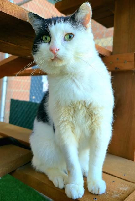 SHORESY, Adoptable, Adult Male Domestic Short Hair.