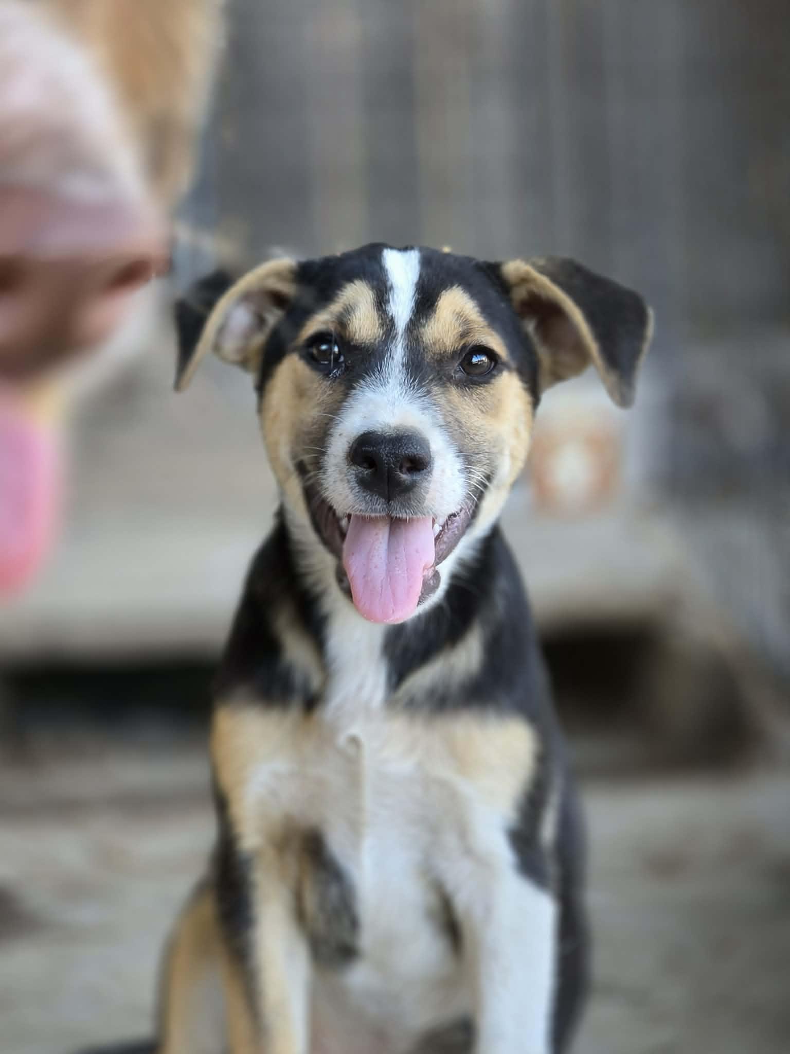 Nixie, an adopted mixed breed in Beavercreek, OR image 2/6