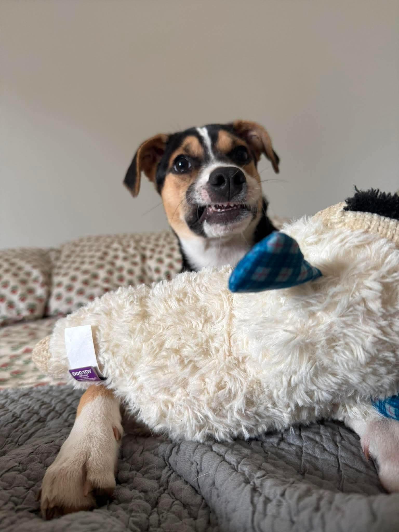 Nixie, an adopted mixed breed in Beavercreek, OR image 5/6