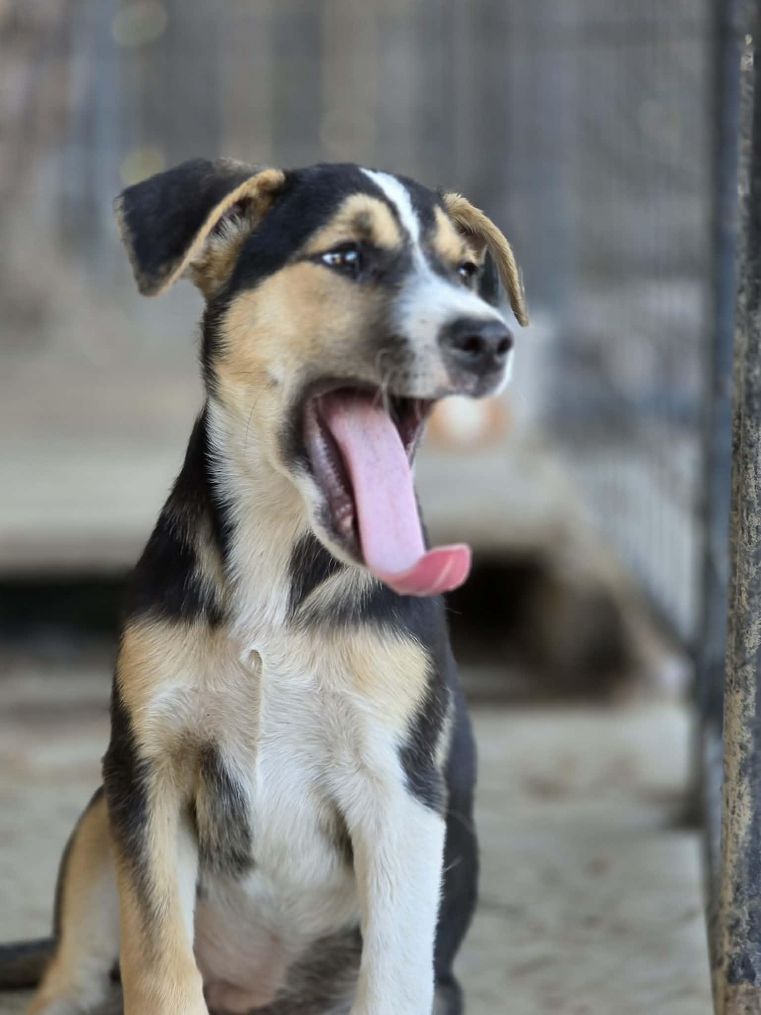 Nixie, an adopted mixed breed in Beavercreek, OR image 3/6