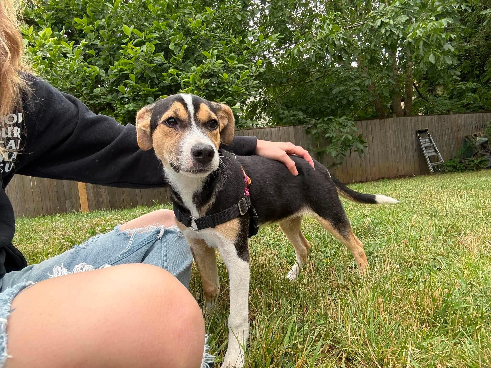 Nixie, an adopted mixed breed in Beavercreek, OR image 6/6