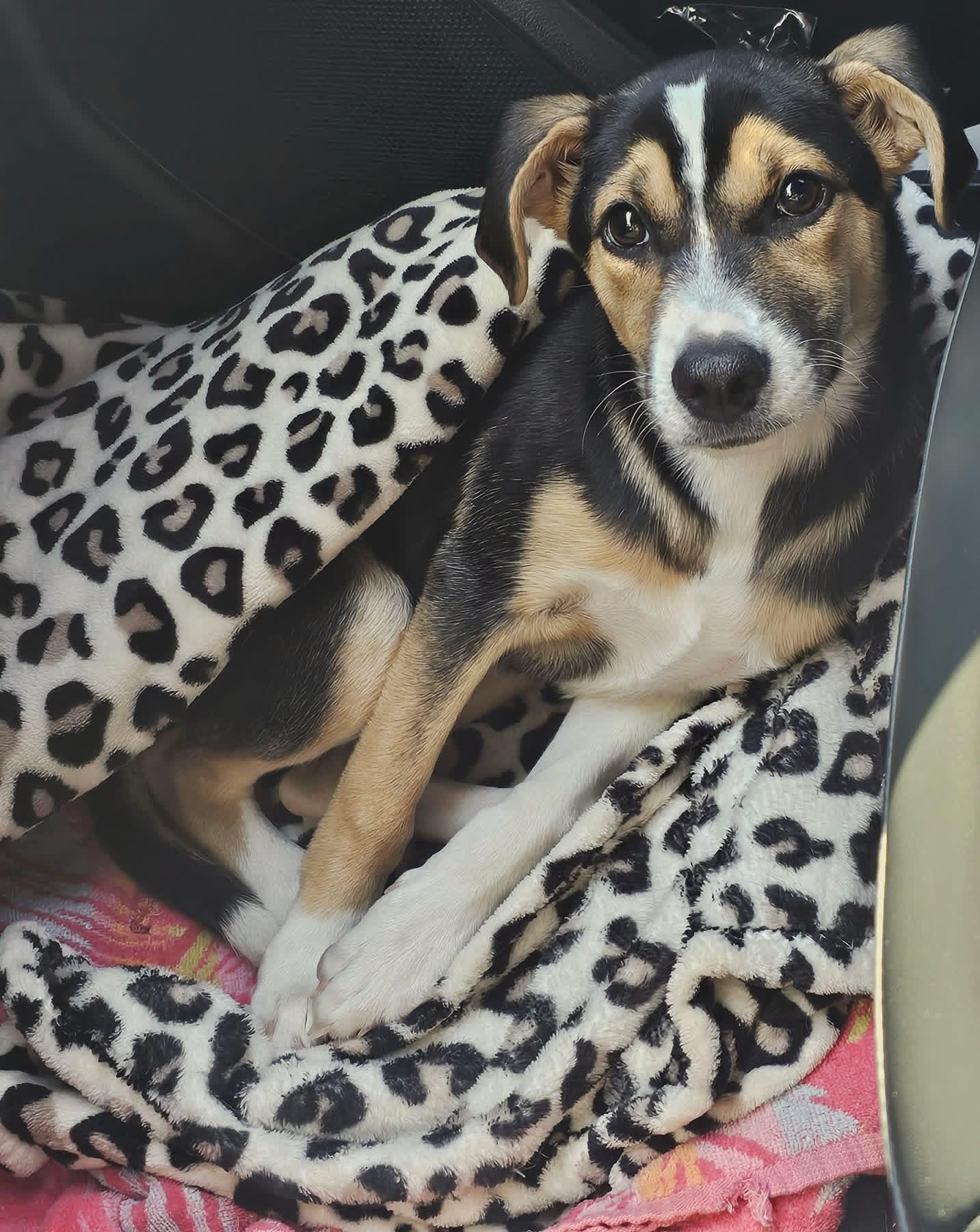 Nixie, an adopted mixed breed in Beavercreek, OR image 1/6