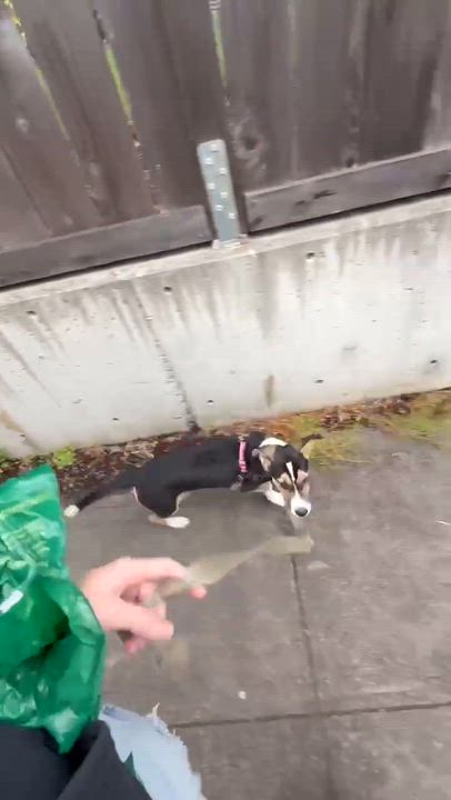 Enlarge Nixie, an adopted mixed breed in Beavercreek, OR video 4/6