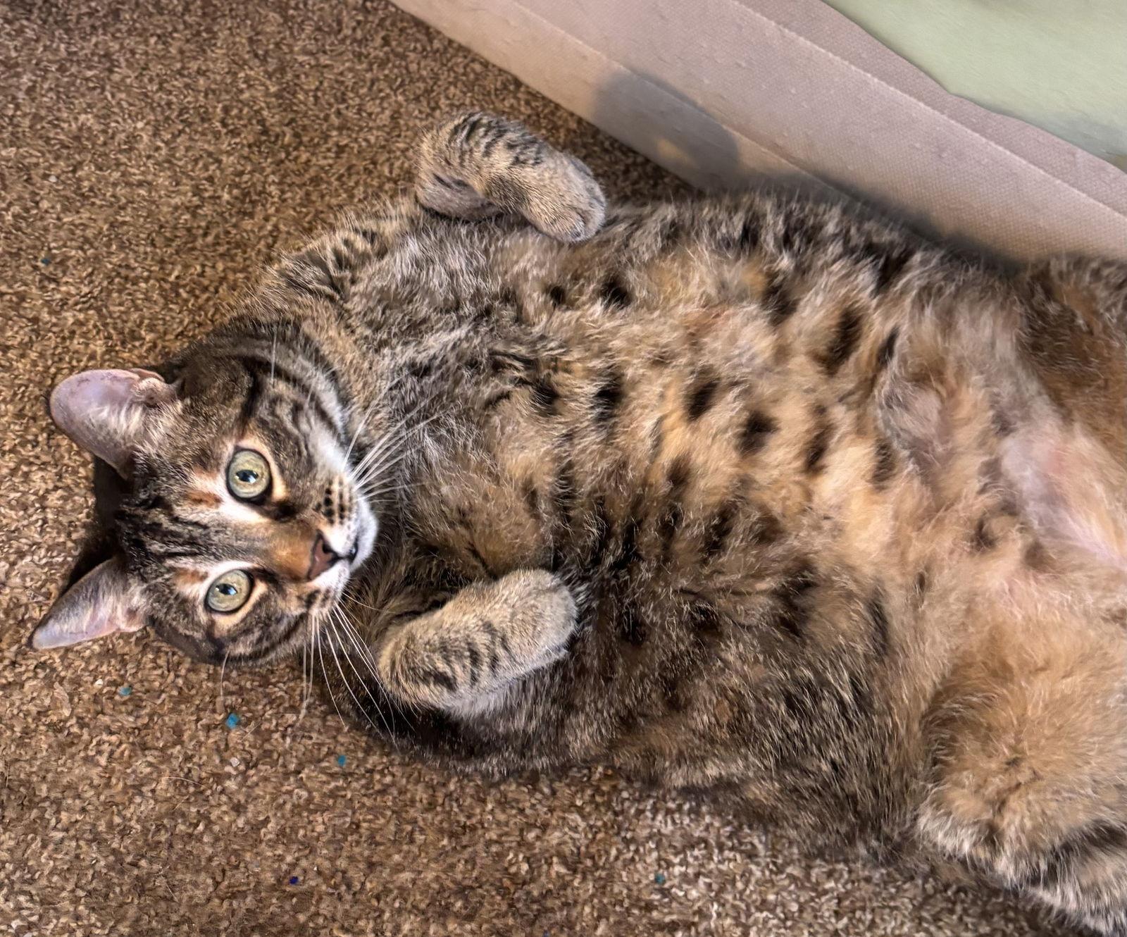 Spice 8.20.14, a Adoptable mixed breed in Apopka, FL image 1/3