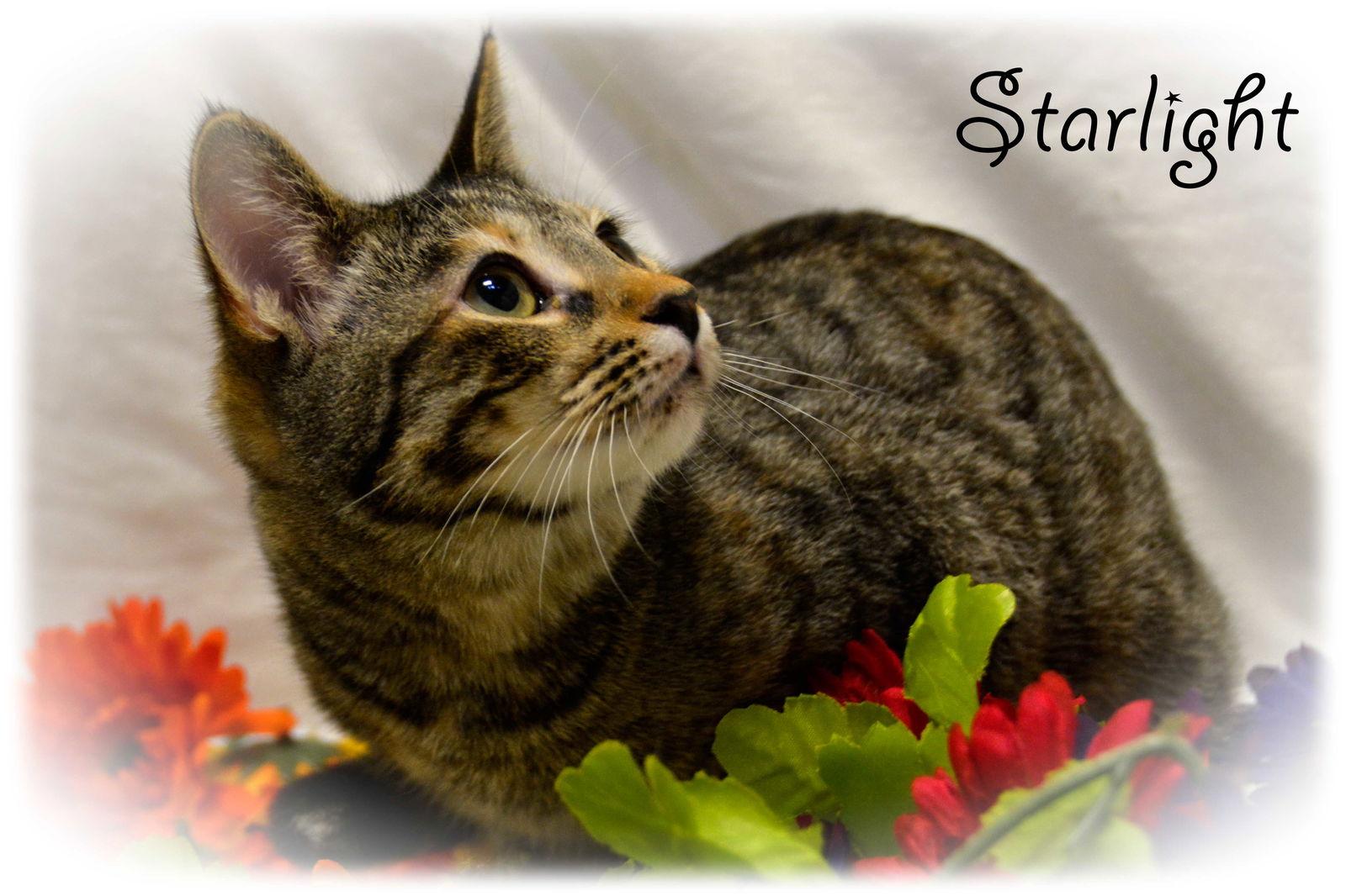 Enlarge Spice 8.20.14, a Adoptable mixed breed in Apopka, FL image 1/3