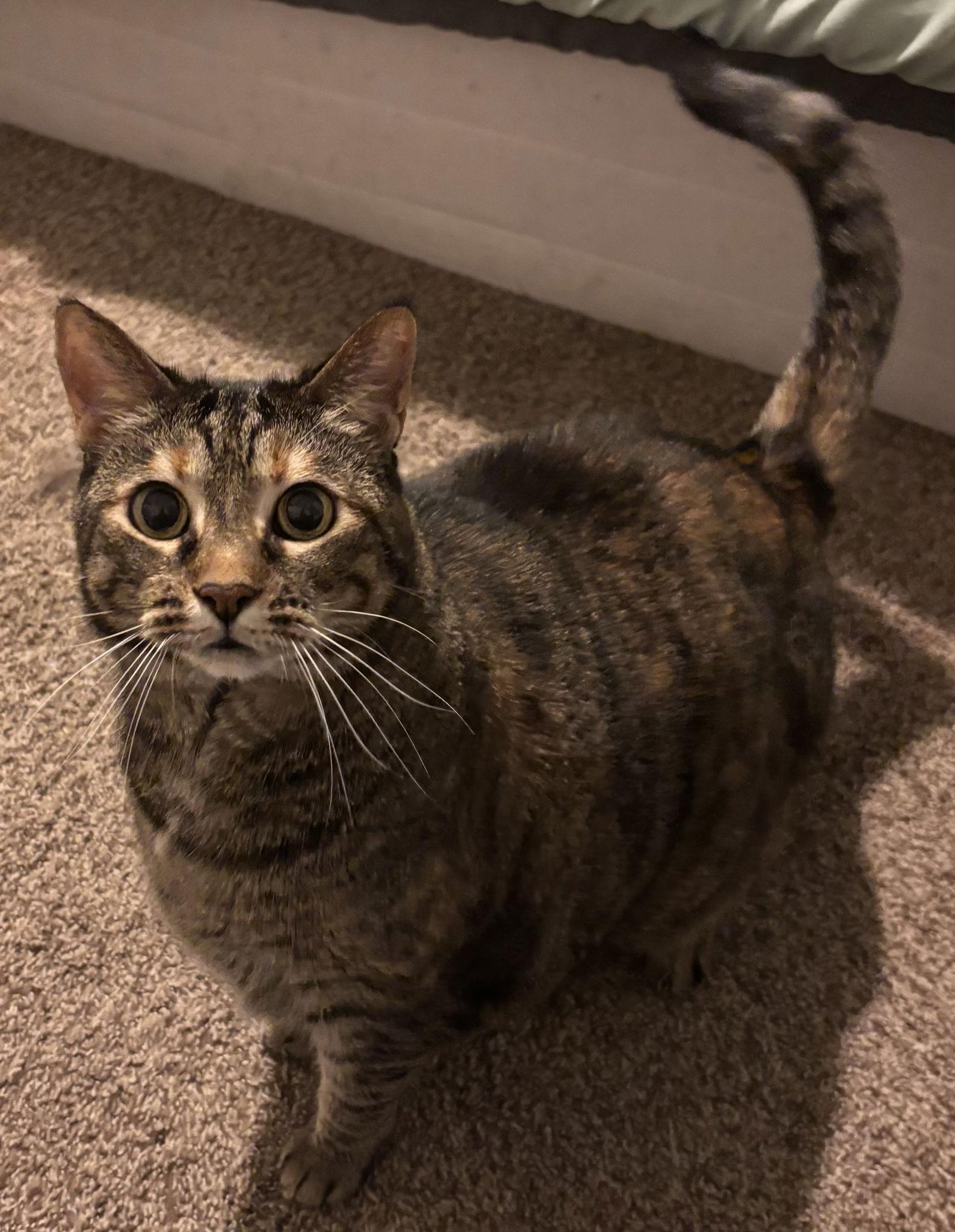 Spice 8.20.14, Adoptable, Senior Female Domestic Short Hair & Tabby.