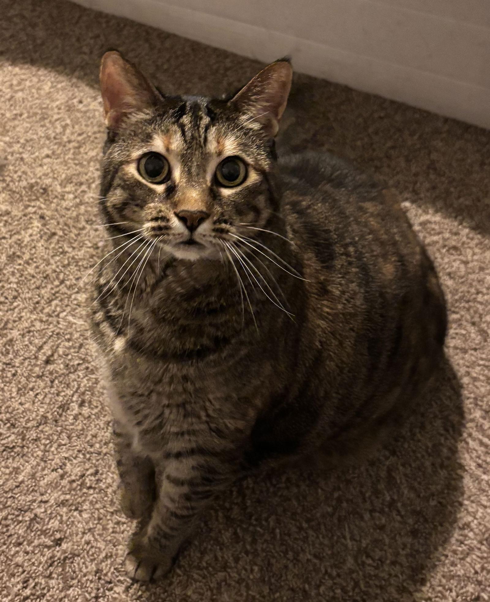 Spice 8.20.14, a Adoptable mixed breed in Apopka, FL image 3/3