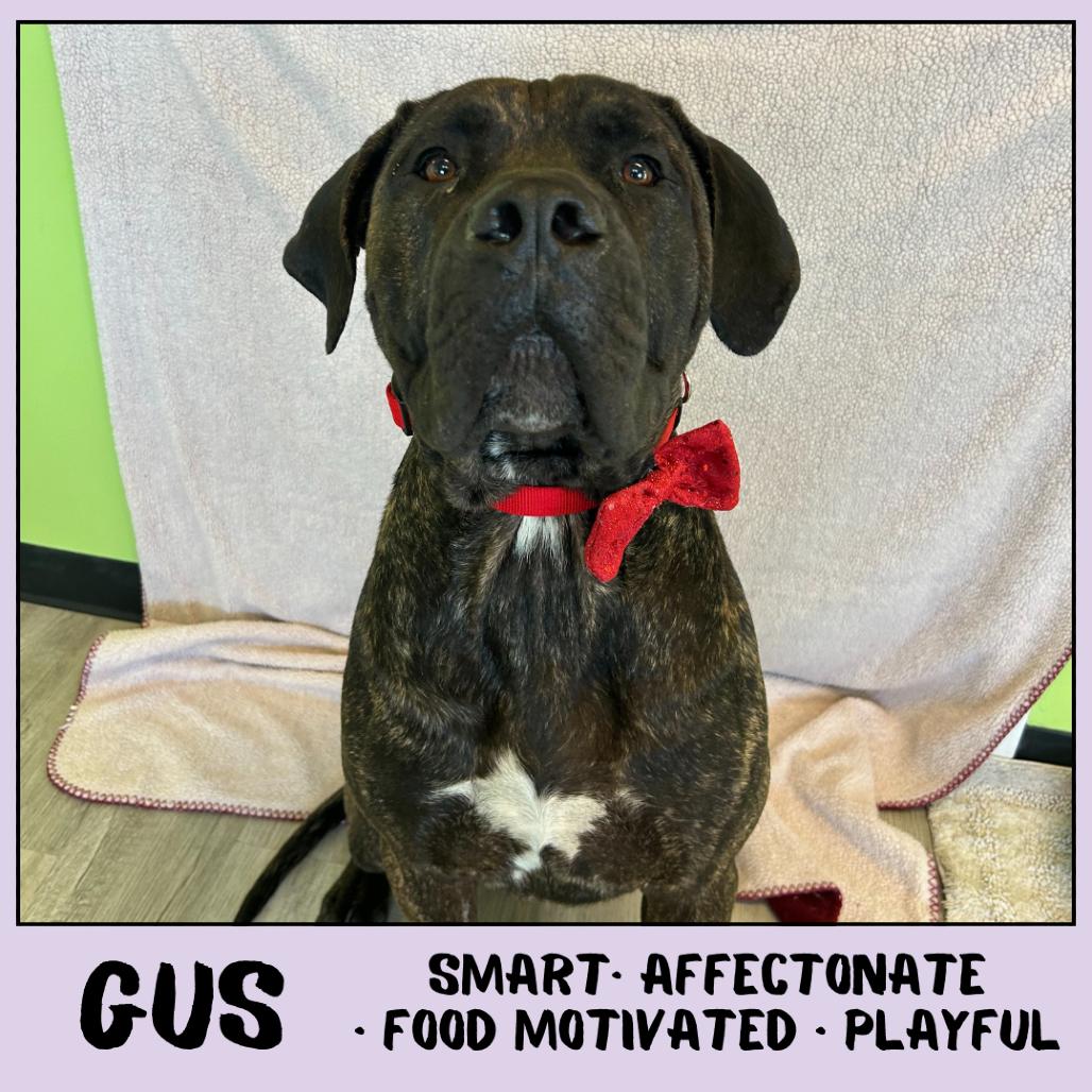 Gus, Adoptable, Young Male Cane Corso.
