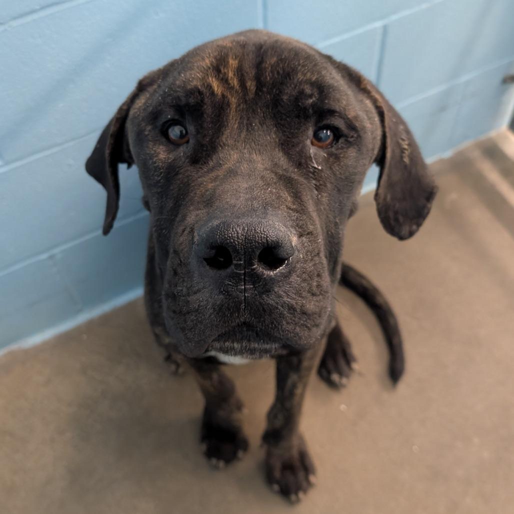 Enlarge Gus, a Adoptable Cane Corso in Emporia, KS image 1/3