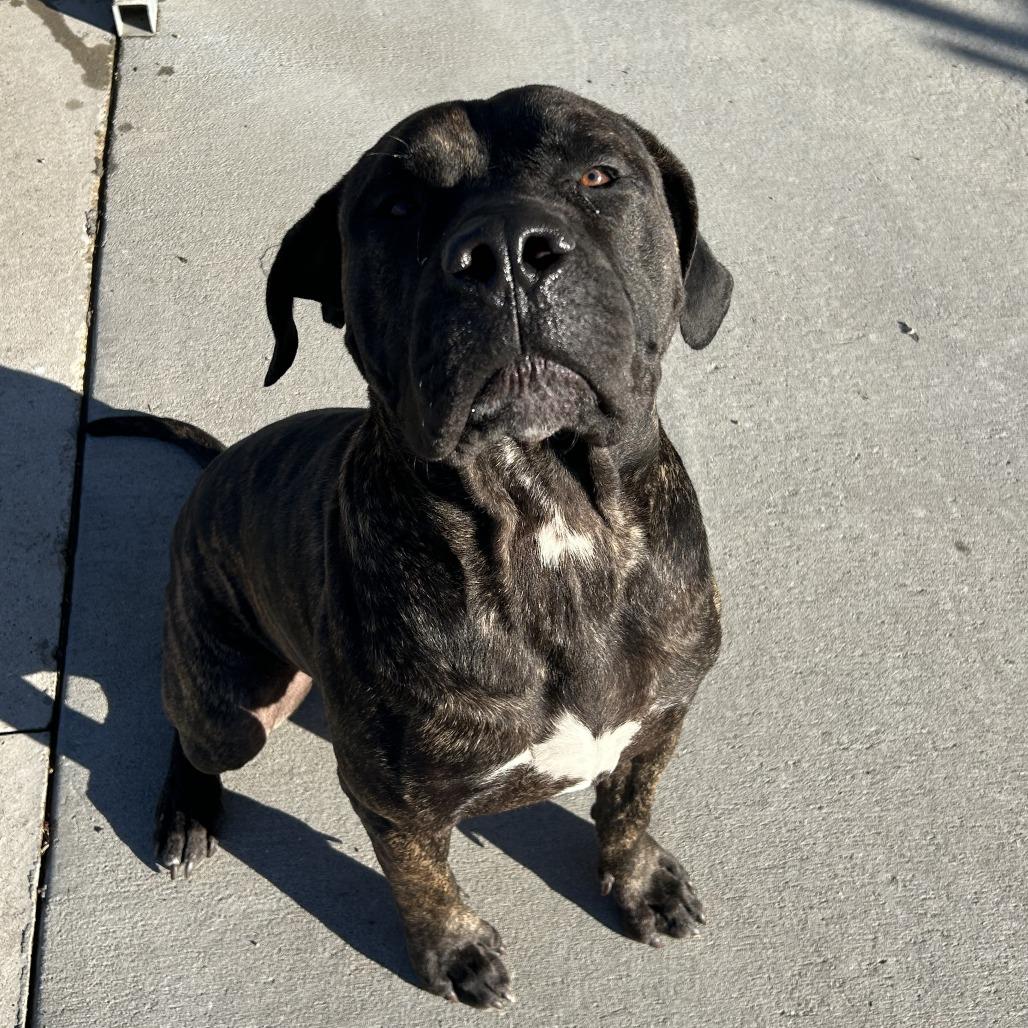 Enlarge Gus, a Adoptable Cane Corso in Emporia, KS image 3/3