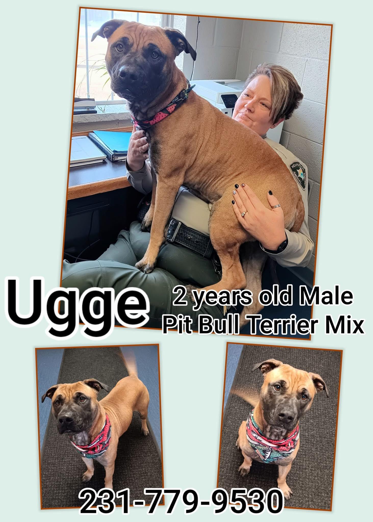 UGGE, ADOPTABLE, Adult Male Pit Bull Terrier.