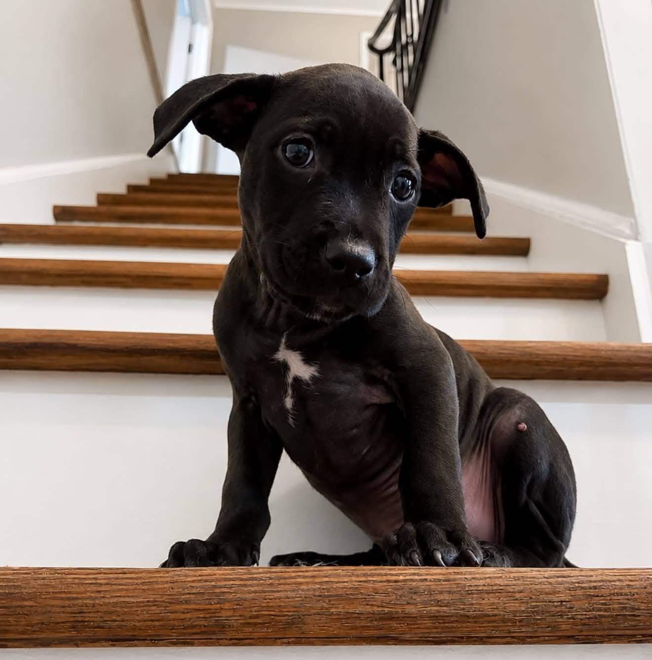 Plum, ADOPTABLE, Puppy Male Pit Bull Terrier & Labrador Retriever.