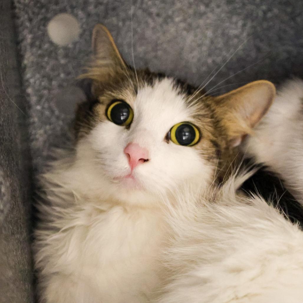 Evalina, adopted, Adult Female Domestic Long Hair.