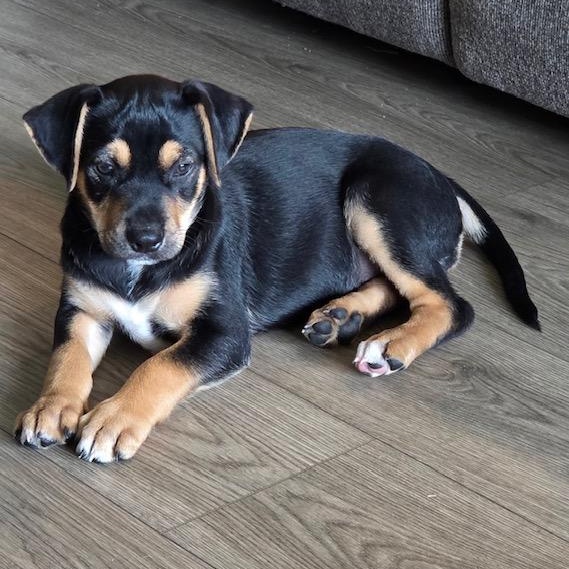 Rowena, an adopted mixed breed in Vancouver , WA image 3/6