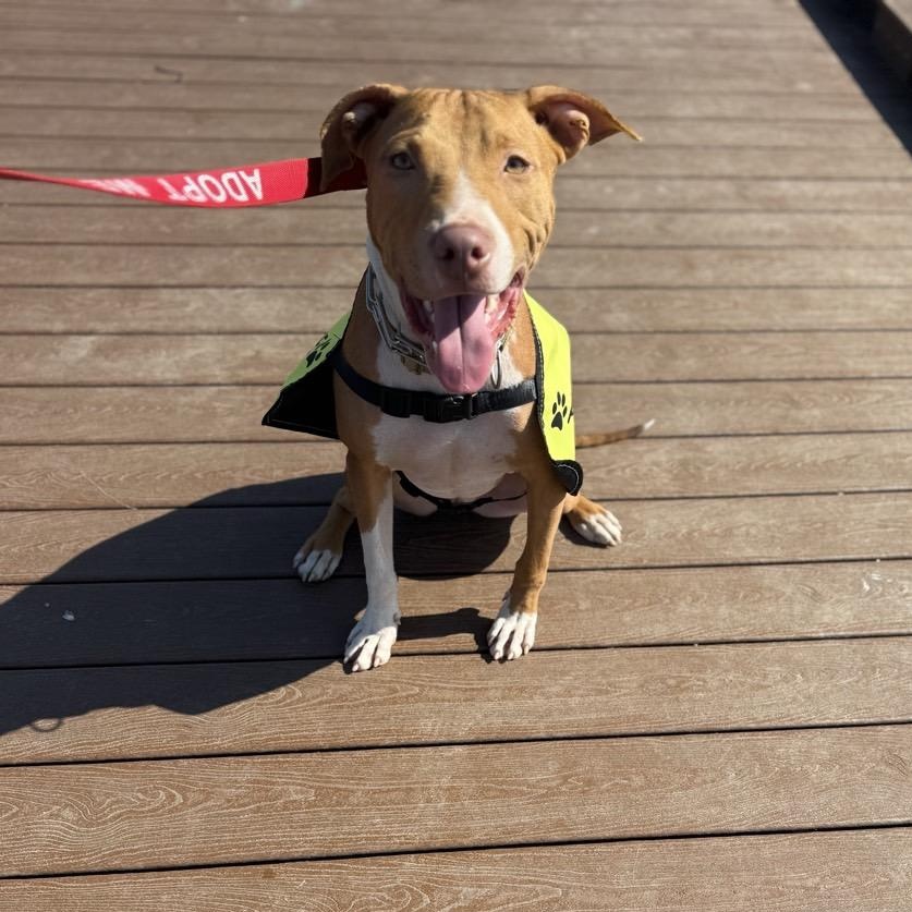 Enlarge Copper, a ADOPTABLE mixed breed in Mansfield, TX image 1/3