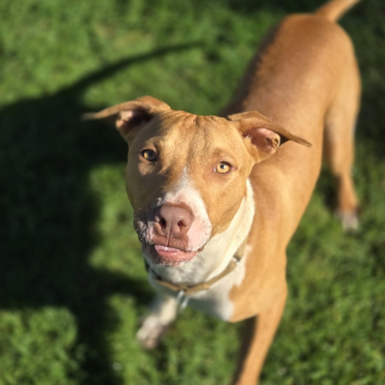 Enlarge Copper, a ADOPTABLE mixed breed in Mansfield, TX image 2/3