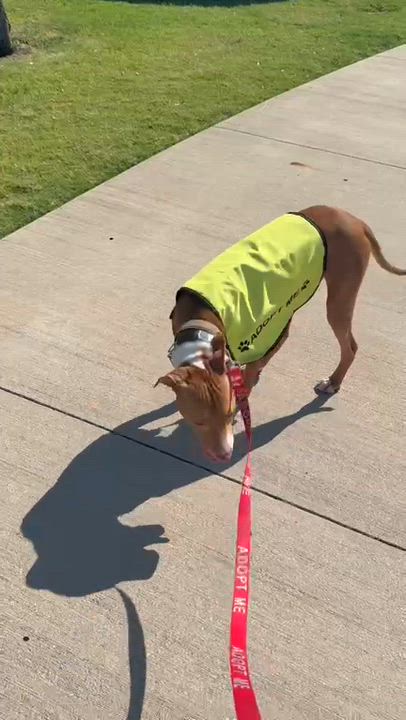 Enlarge Copper, a ADOPTABLE mixed breed in Mansfield, TX video 3/3