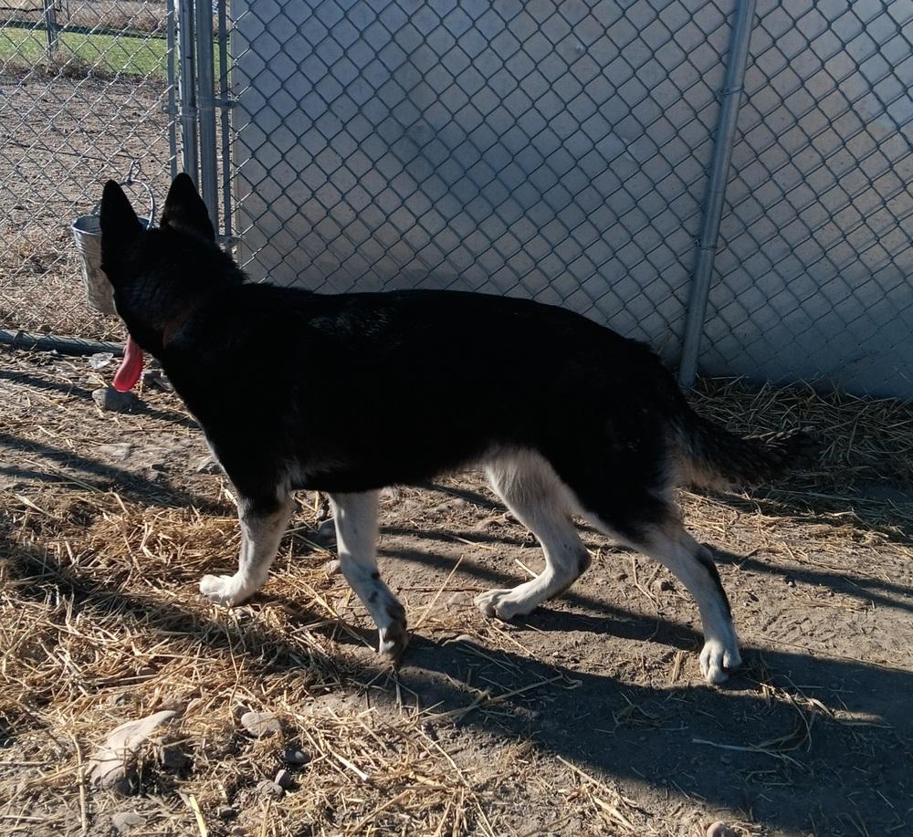 Enlarge Kiwi, a Adoptable mixed breed in Challis, ID image 1/6