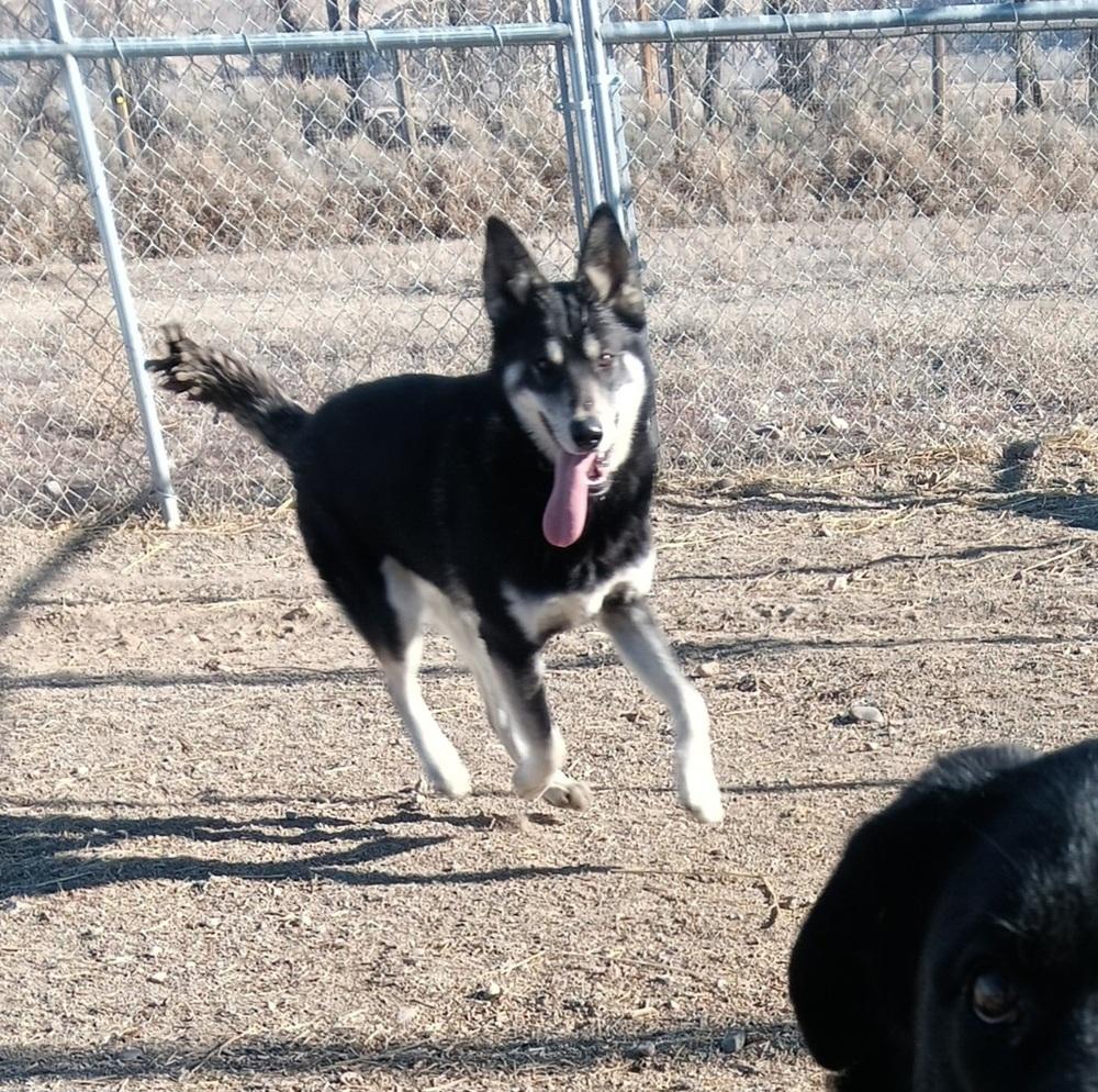 Enlarge Kiwi, a Adoptable mixed breed in Challis, ID image 2/6