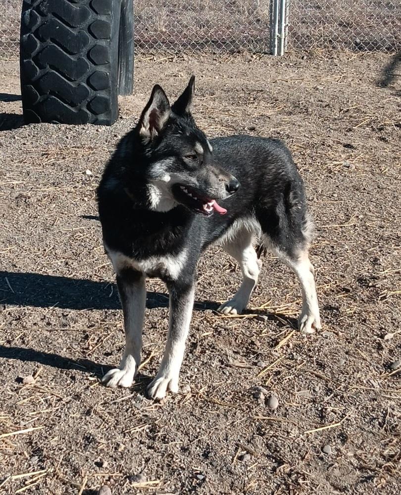 Enlarge Kiwi, a Adoptable mixed breed in Challis, ID image 3/6