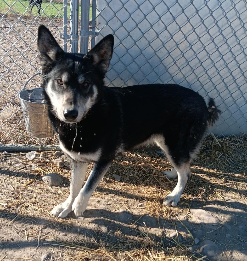 Enlarge Kiwi, a Adoptable mixed breed in Challis, ID image 4/6