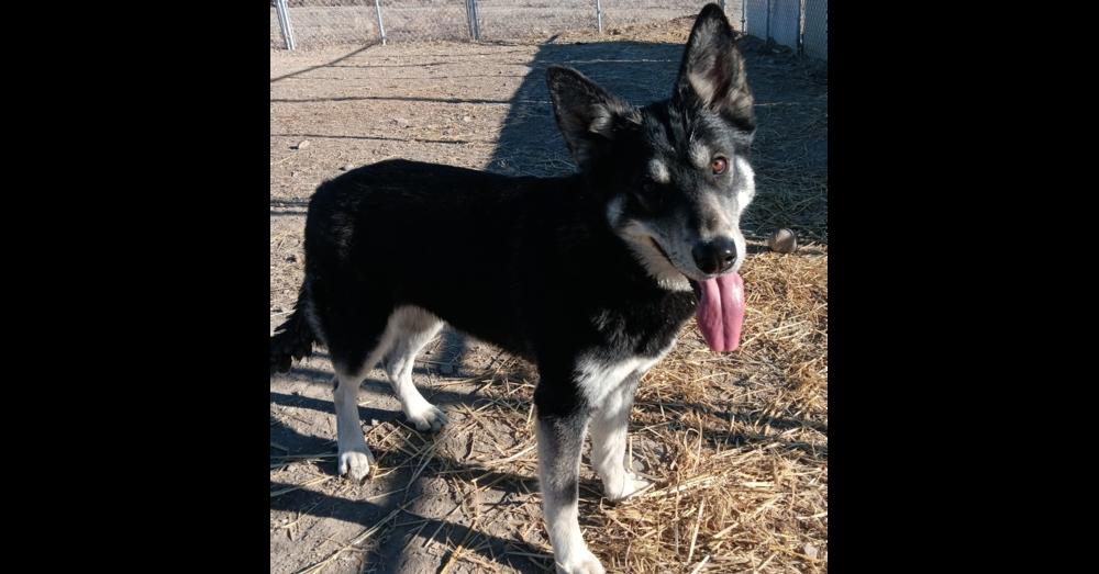 Enlarge Kiwi, a Adoptable mixed breed in Challis, ID image 5/6
